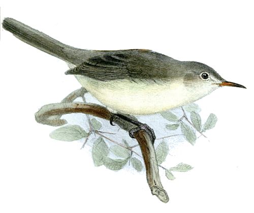 Rodrigues warbler